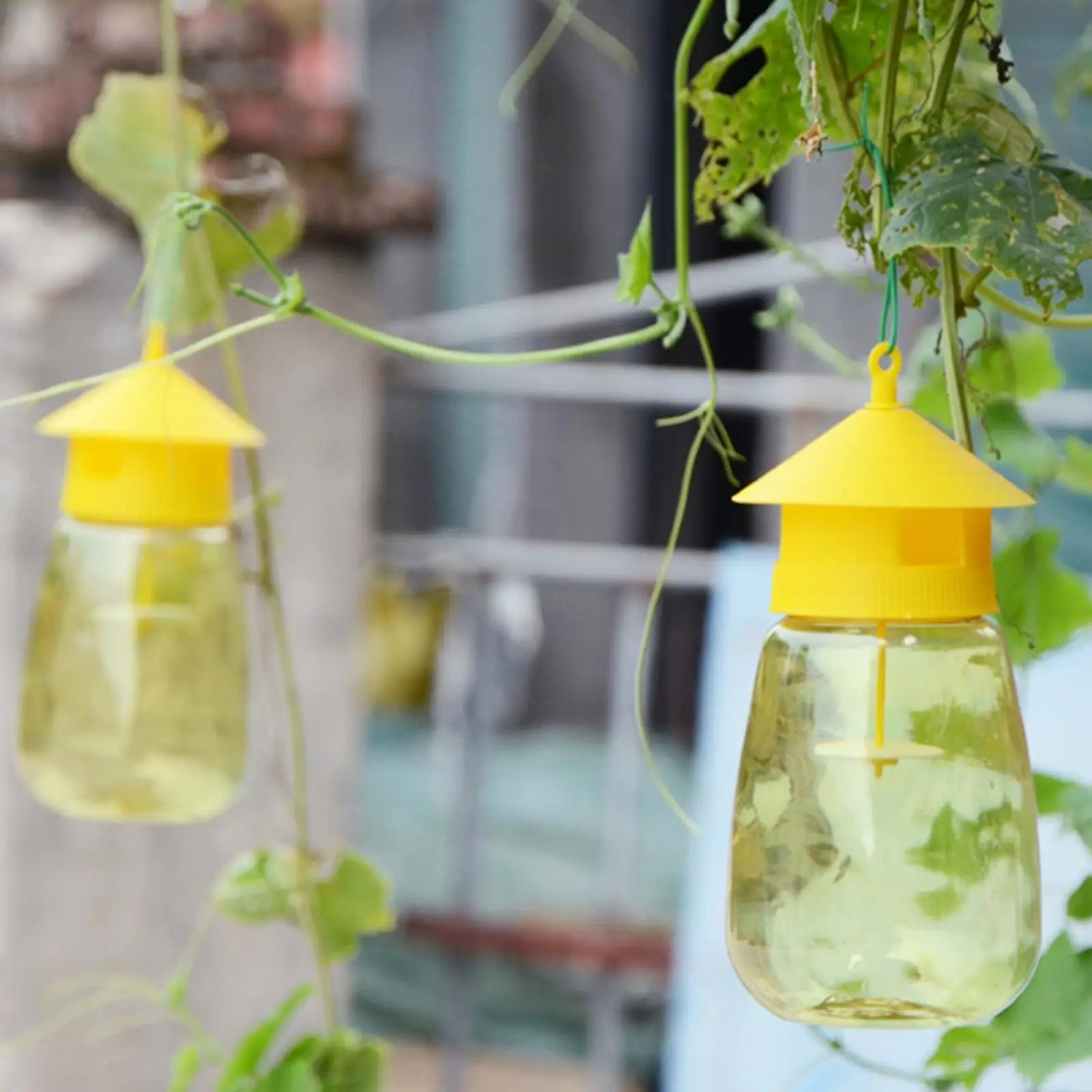 Plastic Fruit Fly Trap Killer for Indoor Outdoor Pest Control
