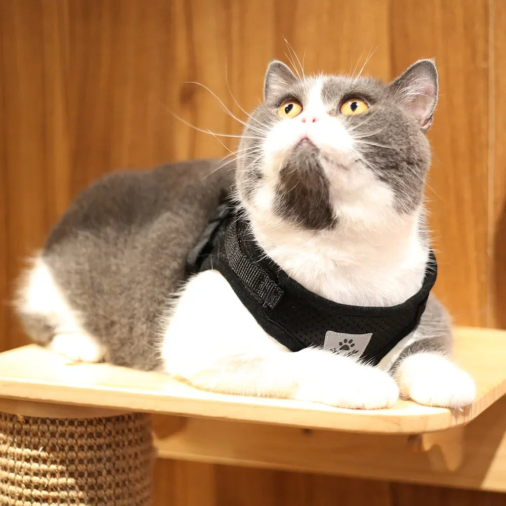 Reflective Escape-Proof Cat & Small Dog Harness Set