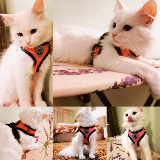 Adjustable Mesh Pet Harness & Leash Set for Small Dogs & Cats