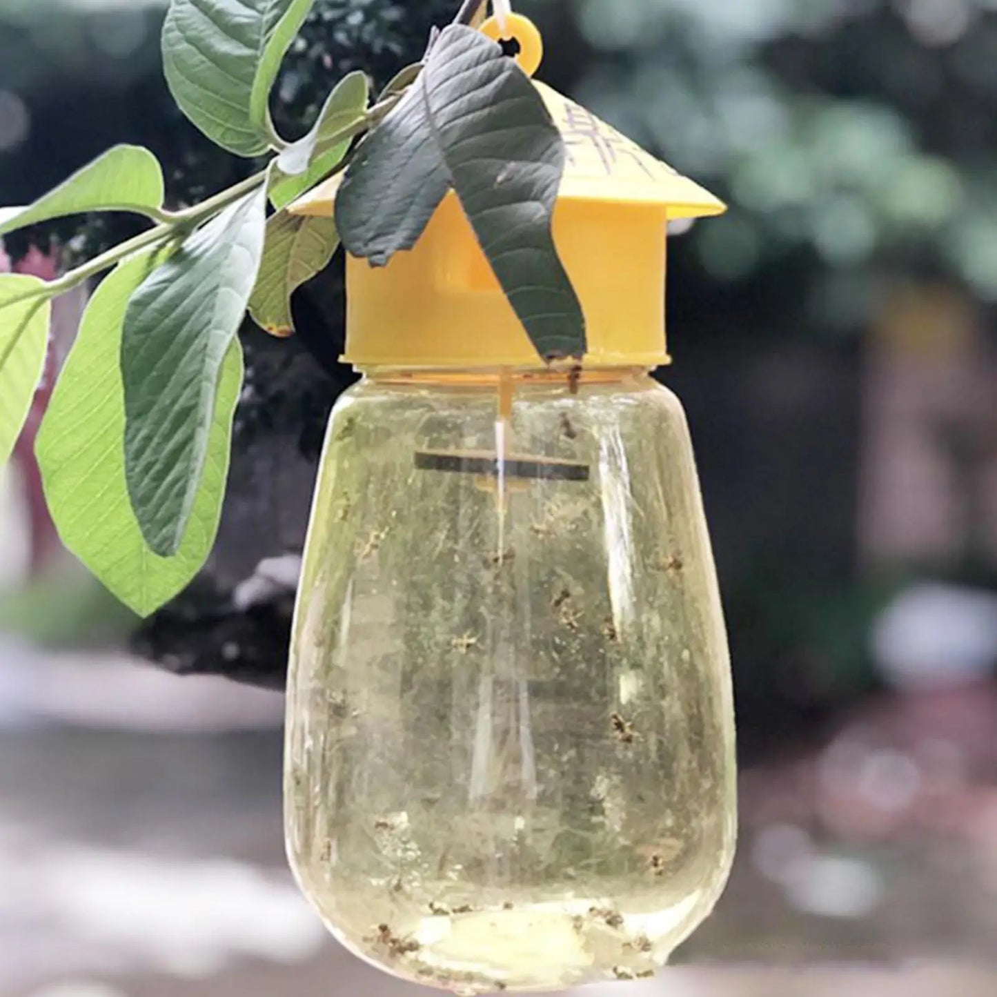Plastic Fruit Fly Trap Killer for Indoor Outdoor Pest Control