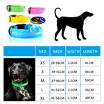 LED Anti-Lost Dog Collar Light – Rechargeable Night Safety Accessory